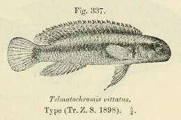 Image of Telmatochromis vittatus Boulenger 1898