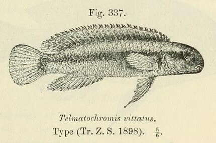 Image of Telmatochromis vittatus Boulenger 1898