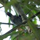 Image of Bamboo Antshrike