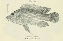 صورة Thoracochromis