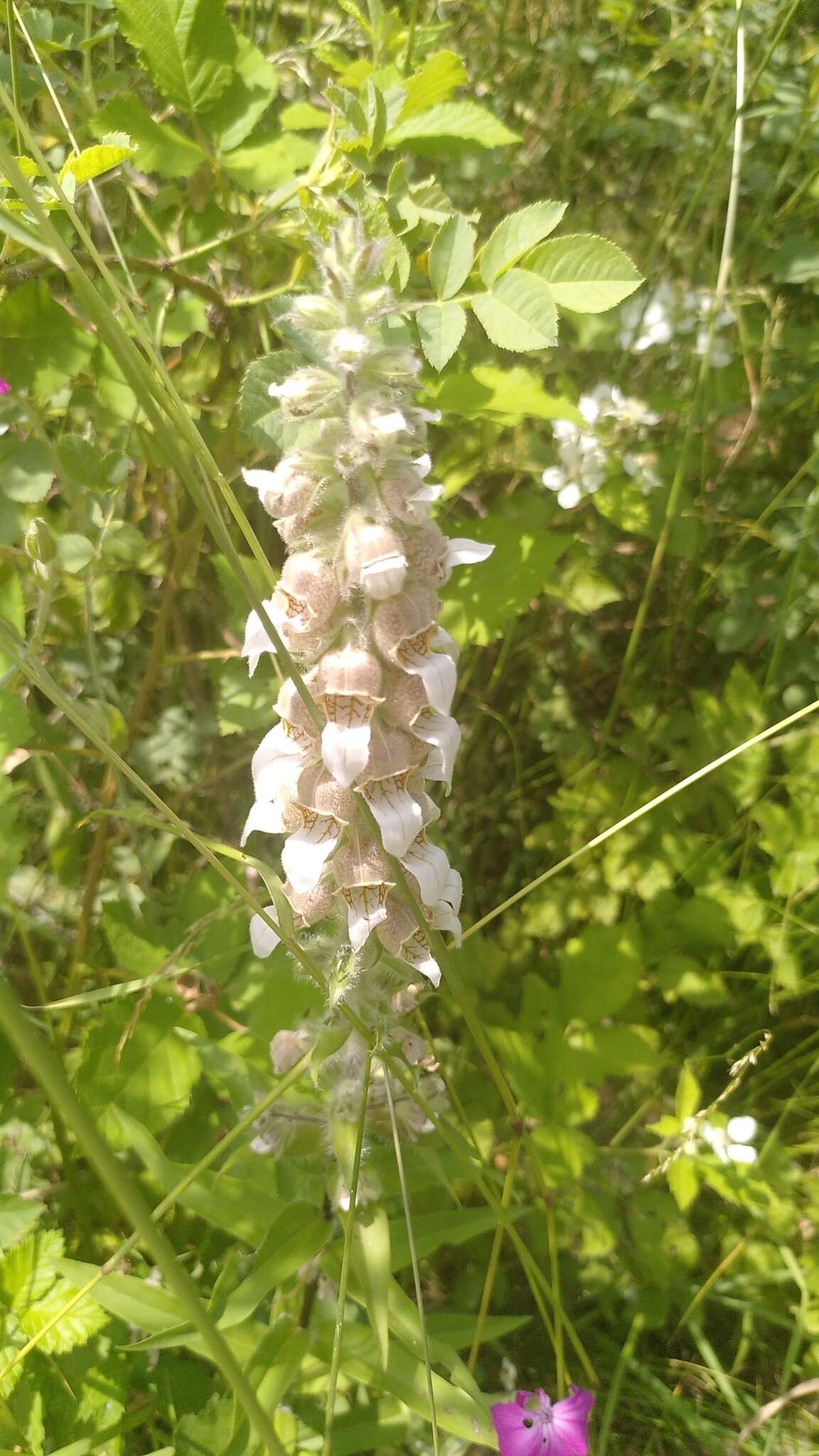 Image of Grecian foxglove