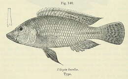 صورة Thoracochromis