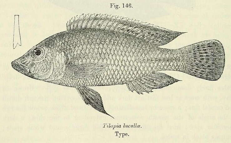 صورة Thoracochromis