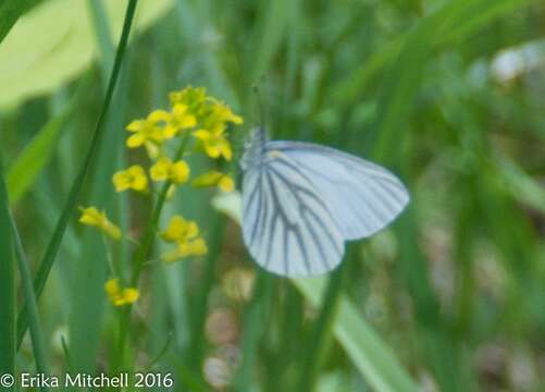 Image of Mustard White