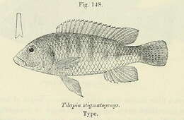 صورة Thoracochromis