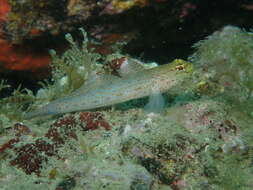 Gobius xanthocephalus Heymer & Zander 1992的圖片