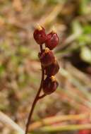 Image of spoonleaf sundew