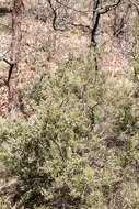 Image of Tree Heath