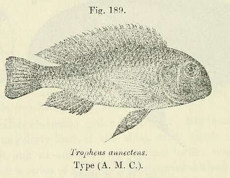 Image de Tropheus annectens Boulenger 1900