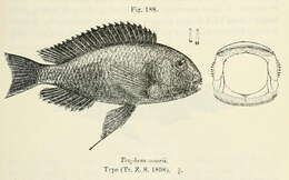 Plancia ëd Tropheus moorii Boulenger 1898