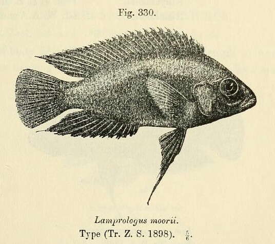 Image of Variabilichromis