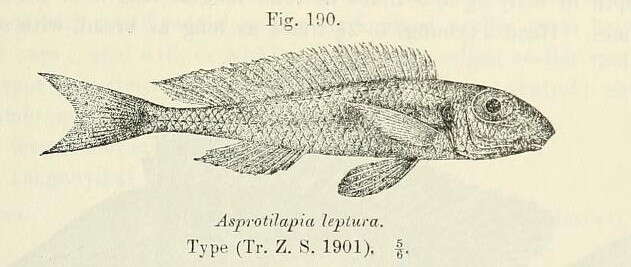 Image of Xenotilapia