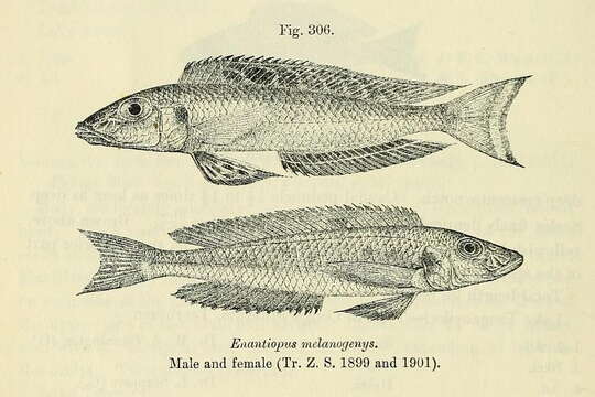 Image of Xenotilapia melanogenys (Boulenger 1898)