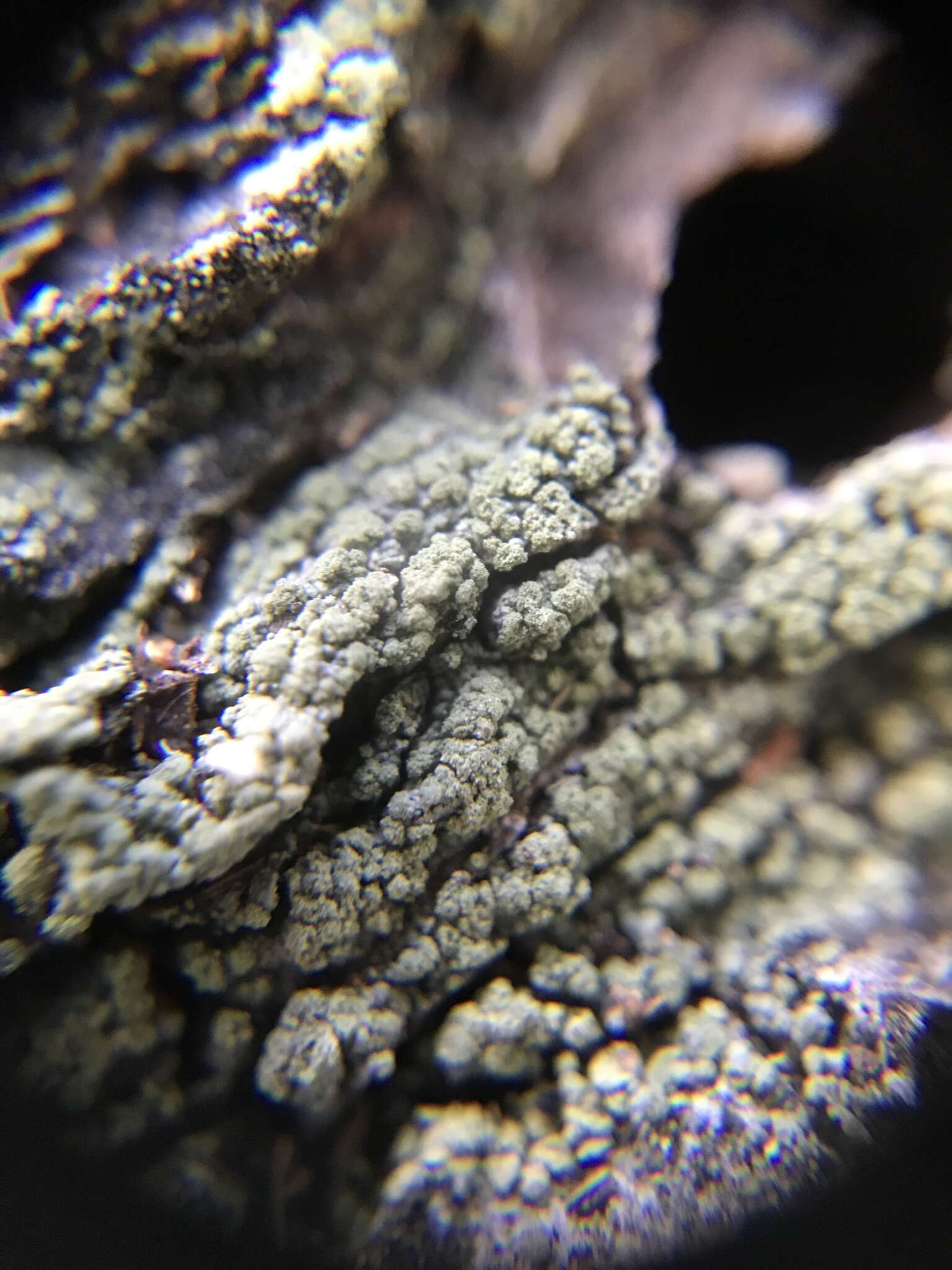 Image of trapeliopsis lichen