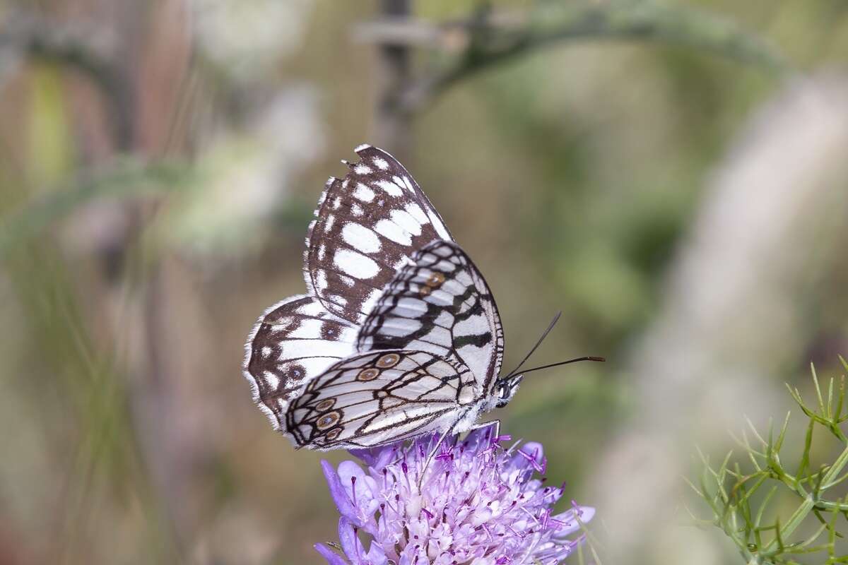 Image of Melanargia ines Hoffmannsegg 1804