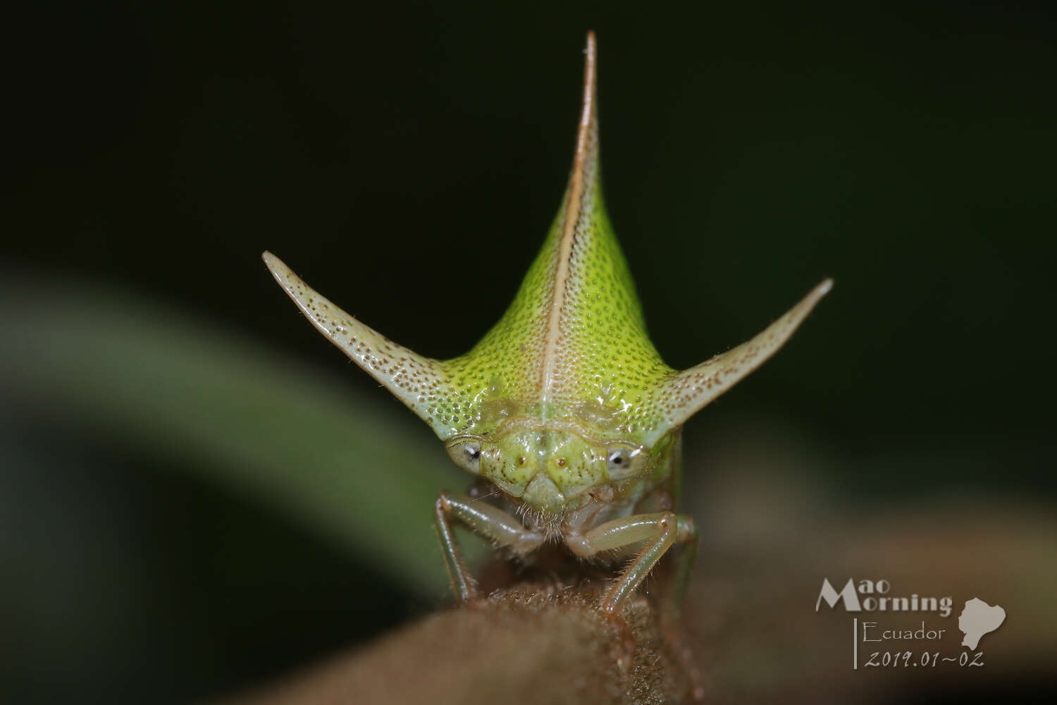 Image of Alchisme ustulata Fairmaire