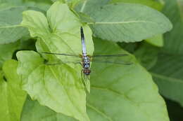 Image of Brachydiplax chalybea Brauer 1868