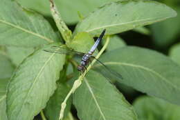 Image of Brachydiplax chalybea Brauer 1868