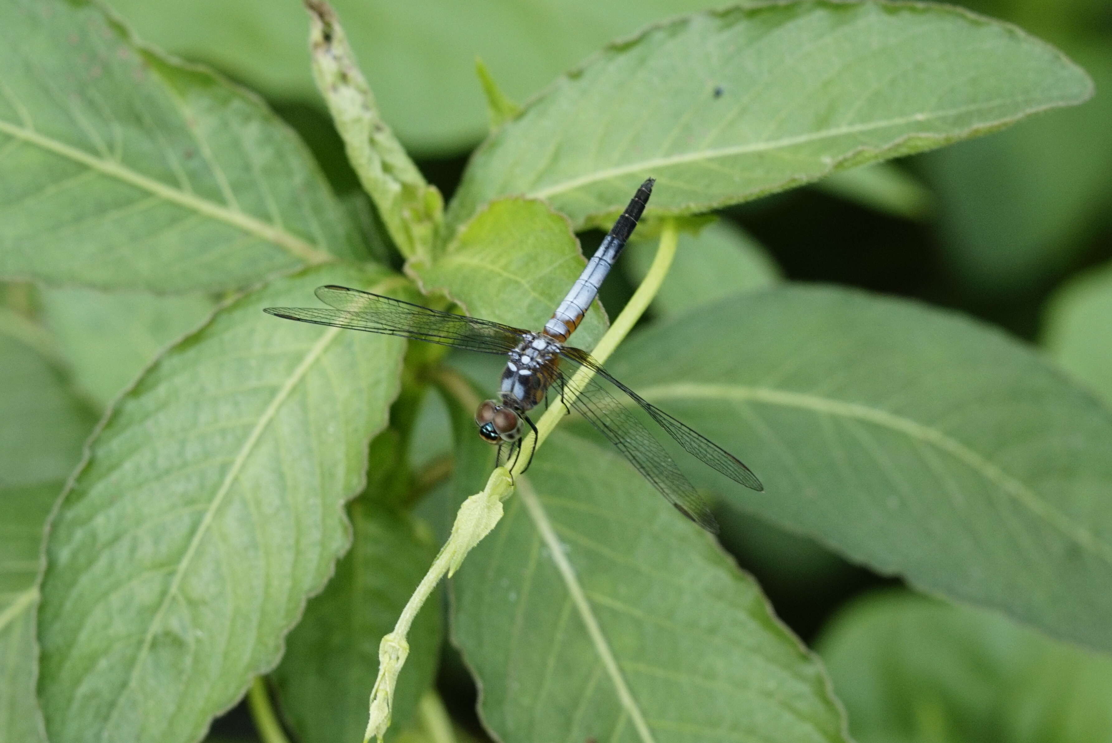 Image of Brachydiplax chalybea Brauer 1868