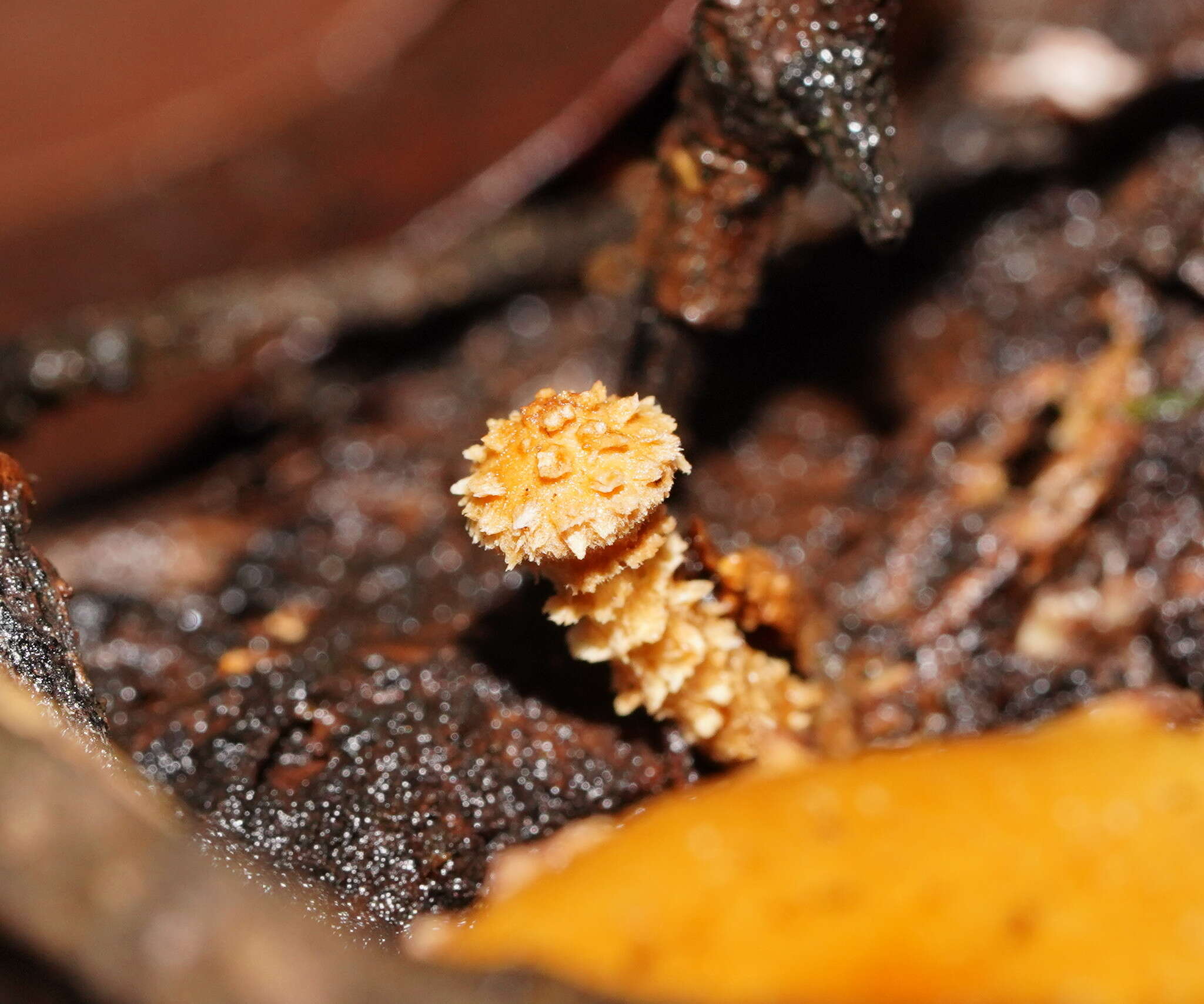 Image of Pholiota squarrosipes Cleland 1933