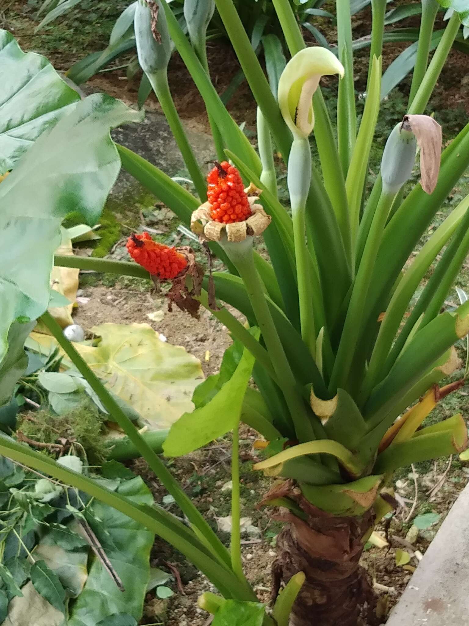 Image of giant taro