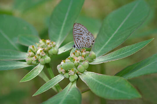 Image of Leptotes plinius