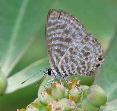 Image of Leptotes plinius