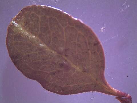 Image of Coprosma colensoi Hook. fil.