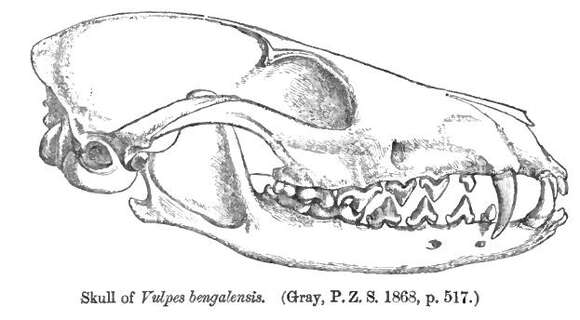 Imagem de Vulpes bengalensis (Shaw 1800)