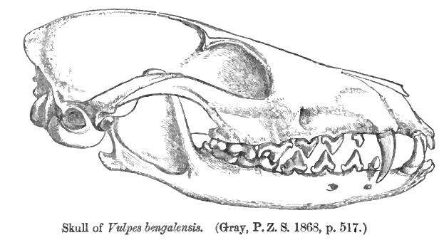 Image of Bengal Fox