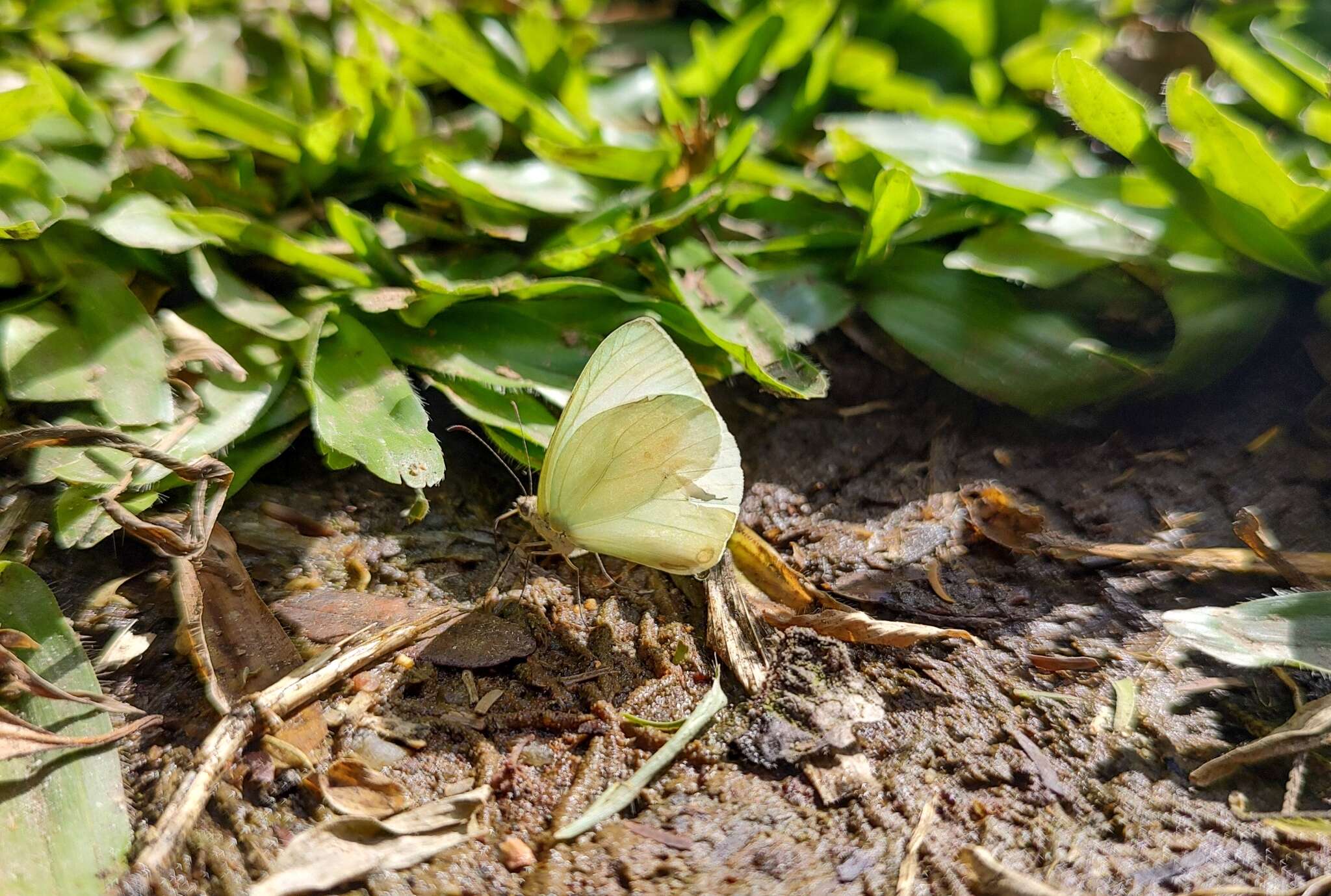 Image of Pseudopieris