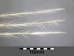 Image of European feather grass