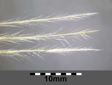 Image of European feather grass