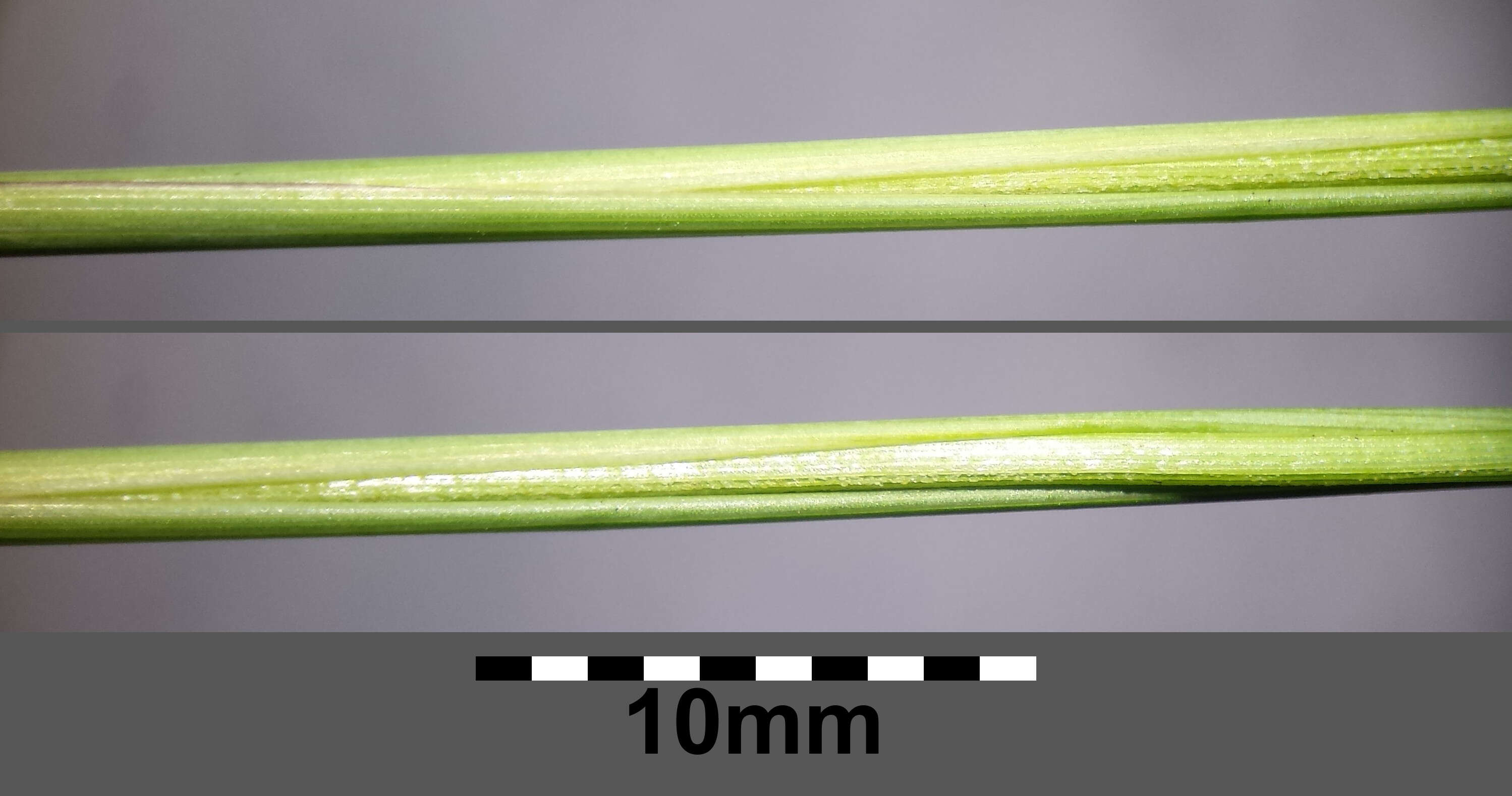 Image of European feather grass