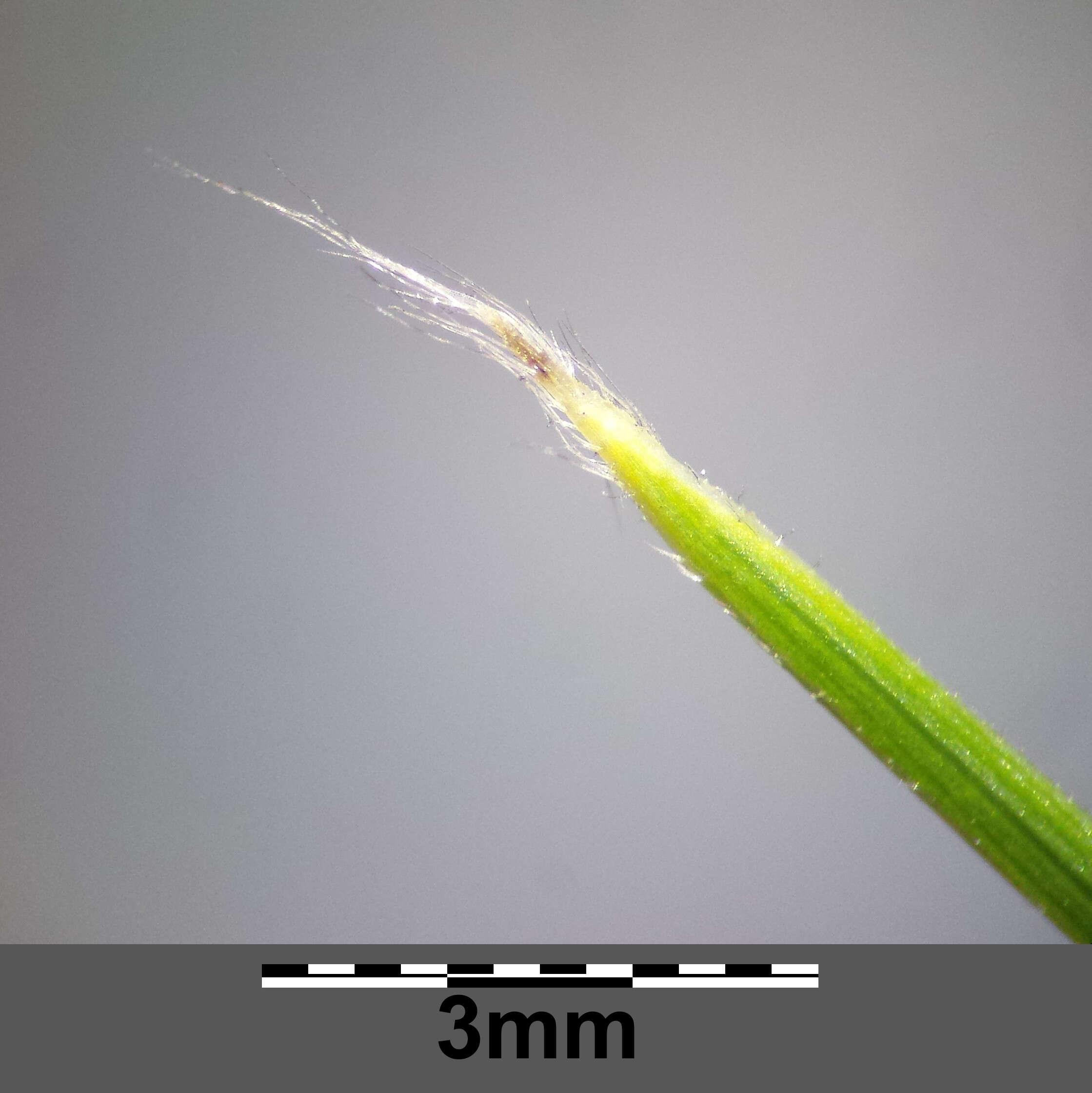 Image of European feather grass