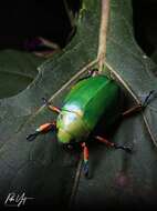 Imagem de Chrysina adolphi Chevrolat 1859