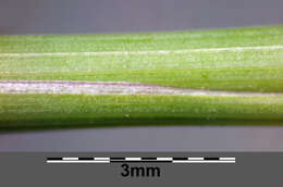 Image of European feather grass