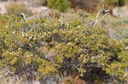 Image of Melaleuca systena L. A. Craven