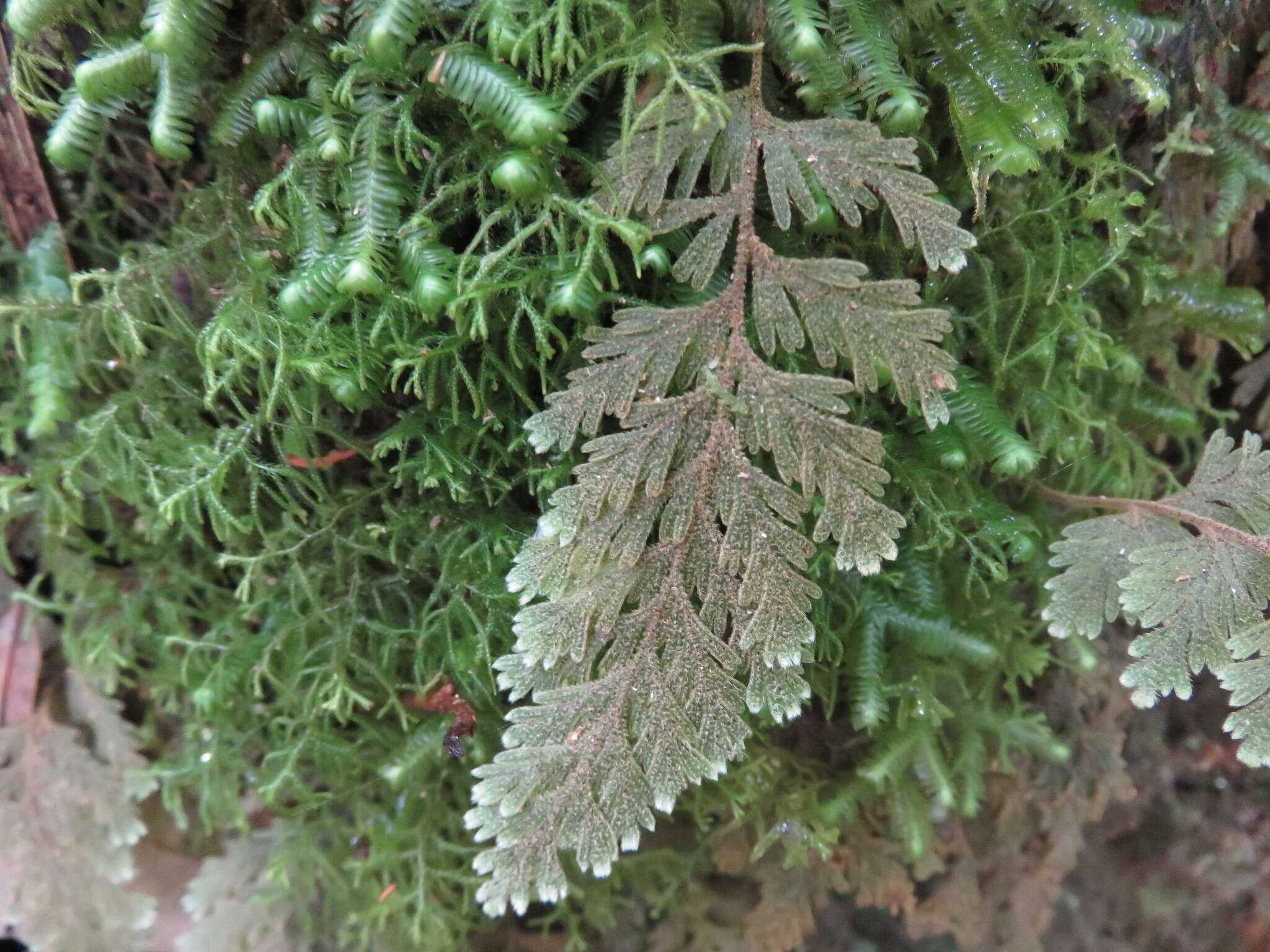 Image of Hymenophyllum frankliniae Col.