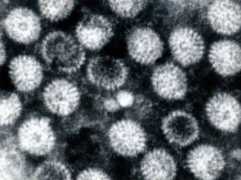 Plancia ëd Rotavirus