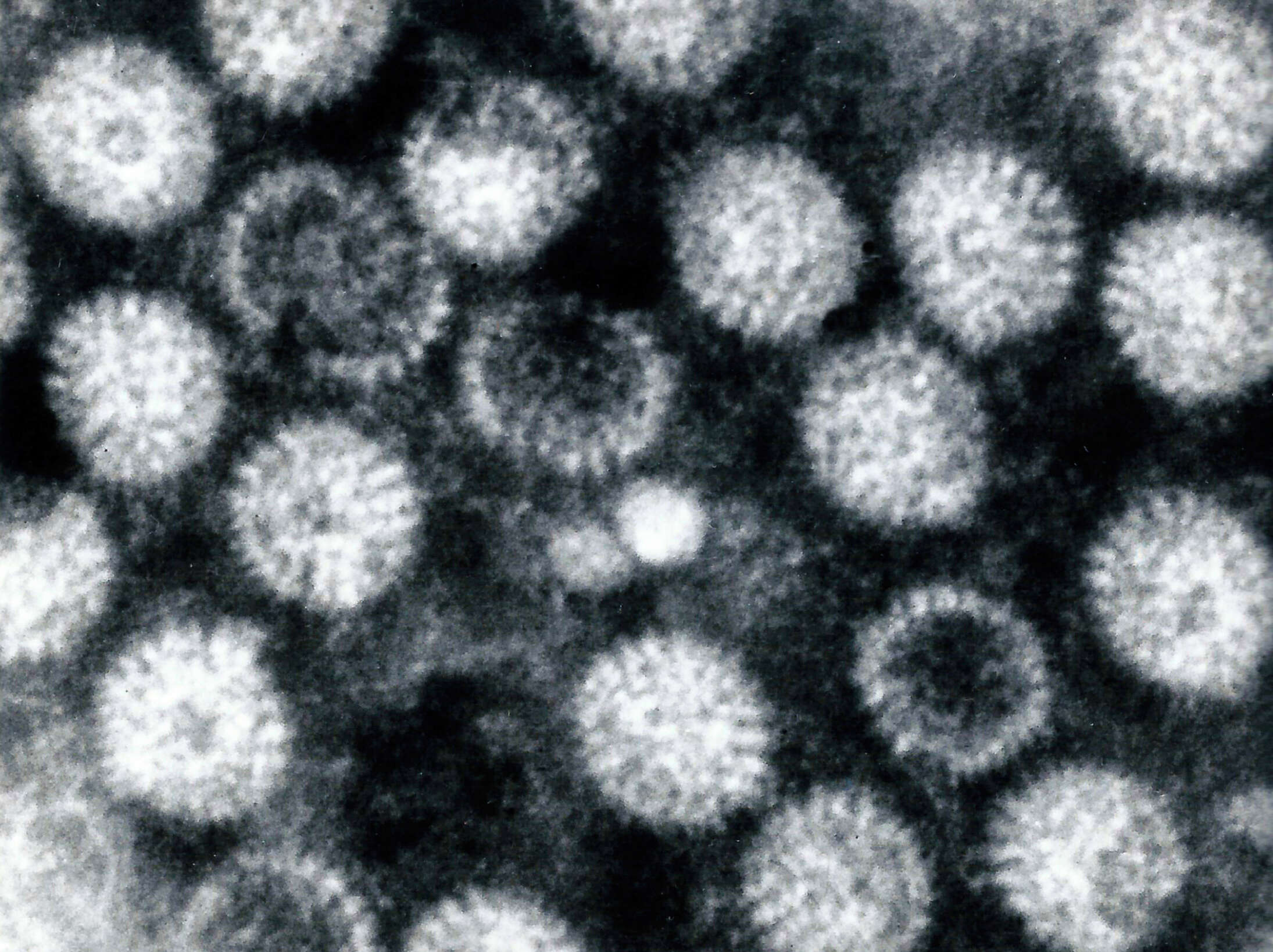 Image de Rotavirus