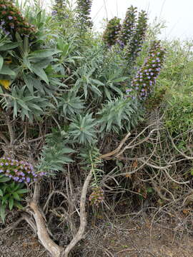 Imagem de Echium candicans L. fil.