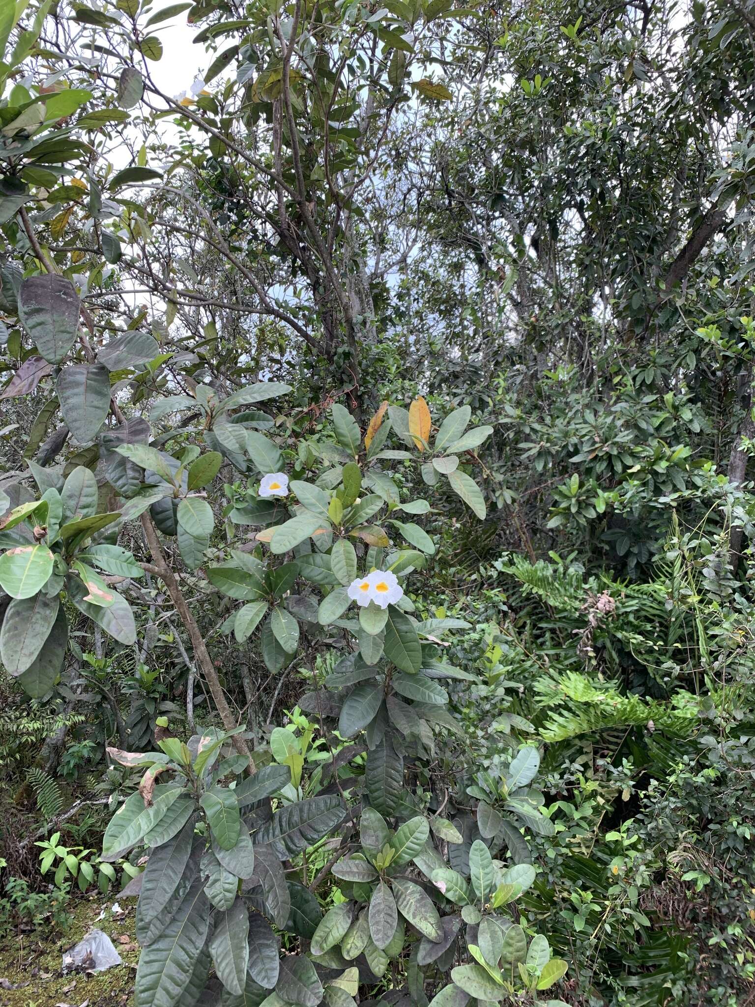 Image of Tabebuia cassinoides (Lam.) DC.