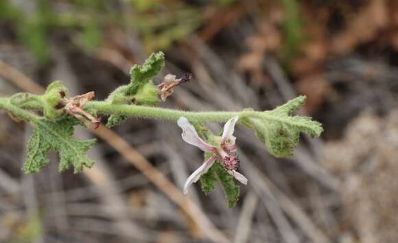 Image of Anisodontea reflexa (Wendl.) D. M. Bates