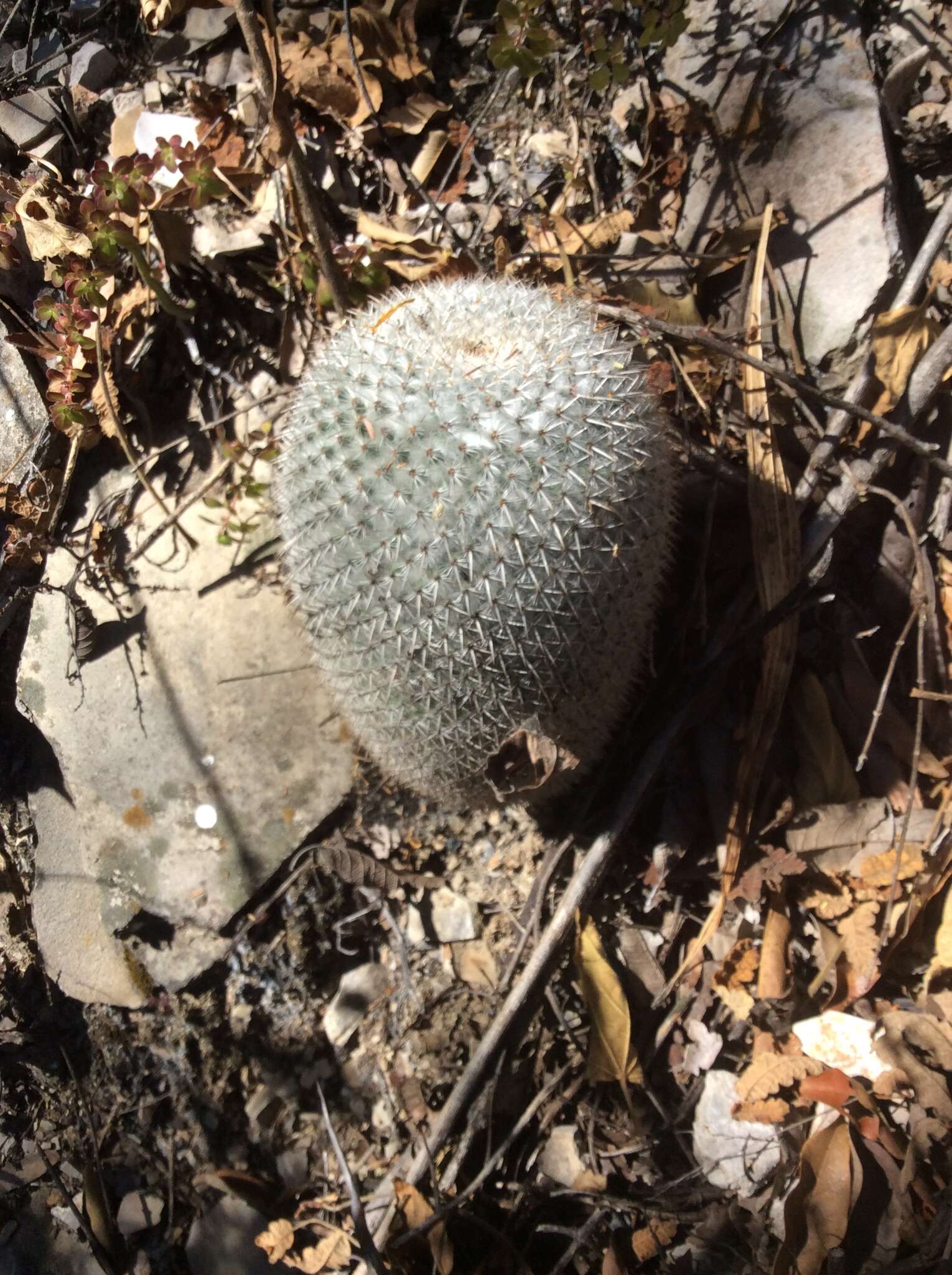 Image of Mammillaria albilanata subsp. oaxacana D. R. Hunt