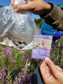 Image of European Garden Dormouse