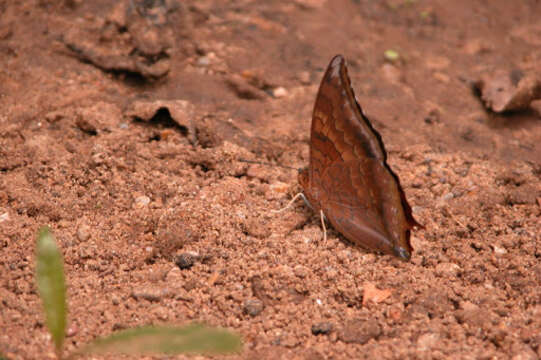 Imagem de Charaxes bernardus Fabricius 1793