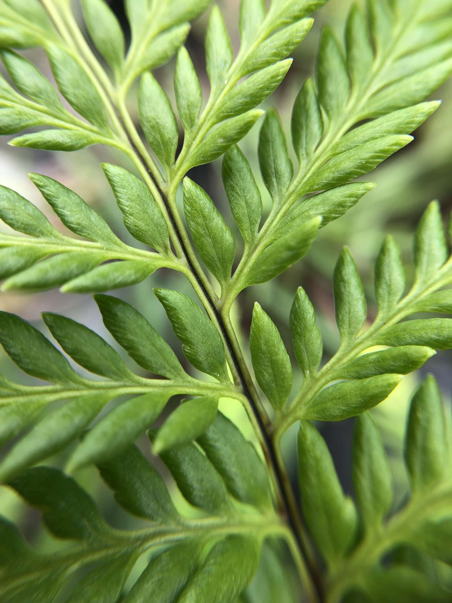 Image of Leather-Leaf Gold-Back Fern