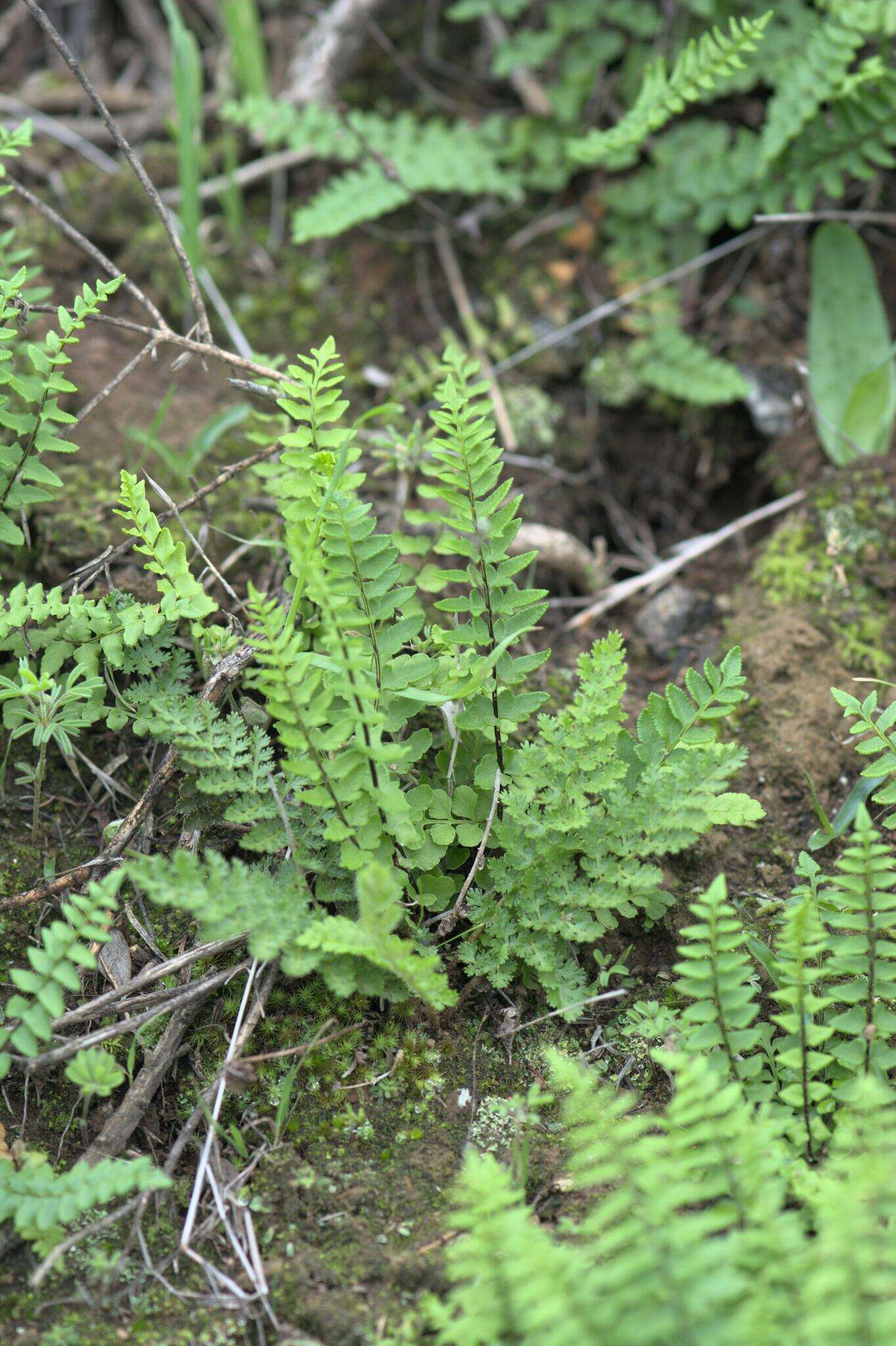 Imagem de Cheilanthes hastata (L. fil.) Kunze