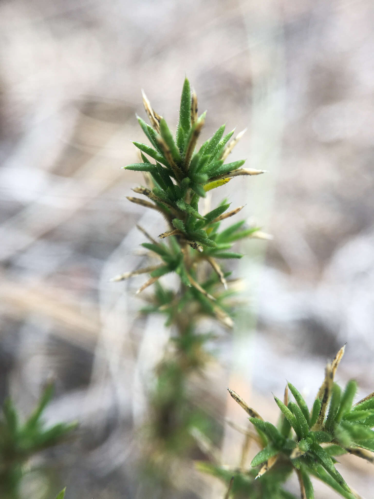 Image of Phlox caespitosa subsp. caespitosa